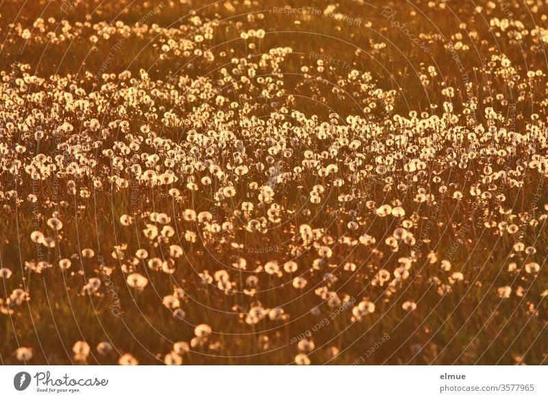 Wiese voller Pusteblumen im abendlichen Gegenlicht Löwenzahn Samenstand Hundeblume Bimbaum kugelförmig viele Kugel unendlich Unkraut Beikraut öko ökologisch