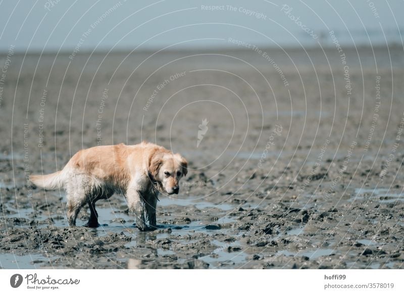 Hund im Watt - Wattwanderung an der Nordsee Wattwandern Wattenmeer Ebbe ebbe und flut Strand Wasser Küste Sand Horizont Gezeiten Meer Flut Schlick Schlamm See