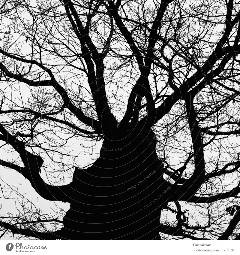 Märchenhaft - dieser Baum lebt Baumstamm Äste und Zweige laublos Herbst Winter Einbildung schwarz Außenaufnahme Natur Himmel Schwarzweißfoto kraftvoll alt