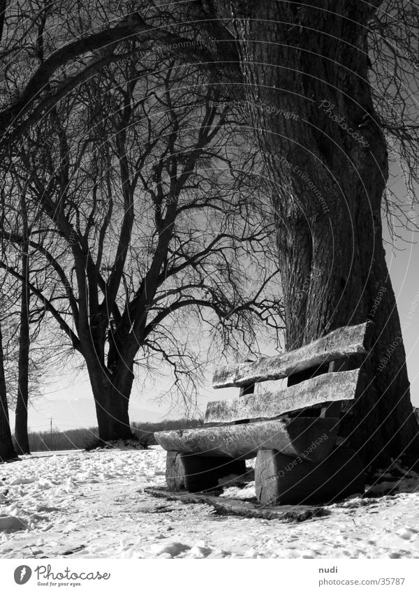 Momente der Ruhe Baum schwarz weiß Erholung Froschperspektive Holz Bank Schnee sitzen
