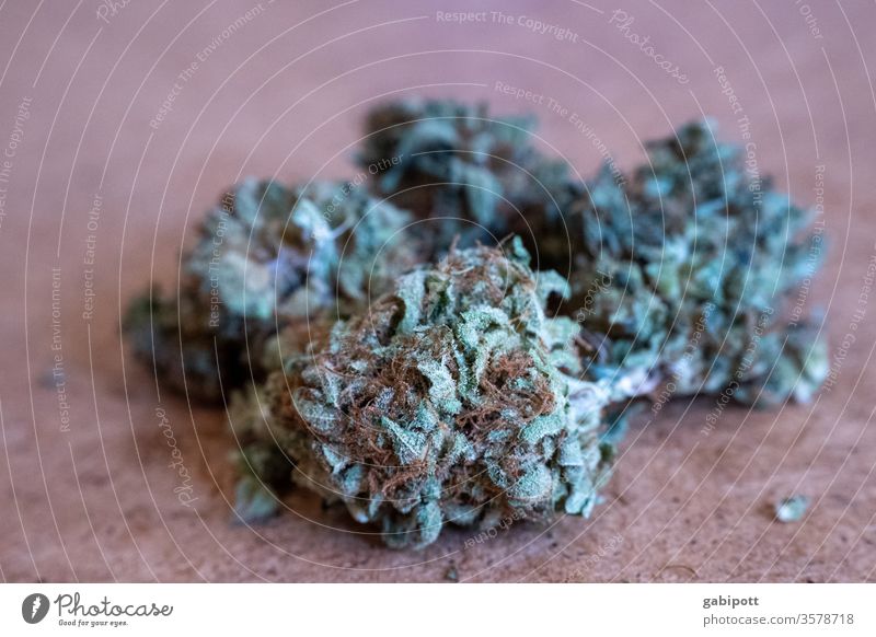 Hanfblüten Cannabis-Knospe Rauschmittel Pflanze Farbfoto grün Menschenleer Alternativmedizin Rauchen ungesetzlich Schwache Tiefenschärfe THC