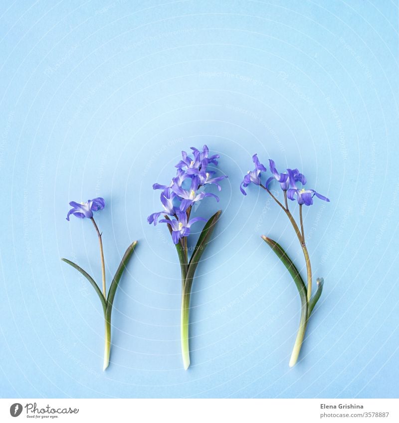 Scilla luciliae auf blauem Hintergrund scilla geblümt Quadrat Frühling Blume chionodoxa forbesii flach legen Kopie Raum Nahaufnahme Überstrahlung bauchig