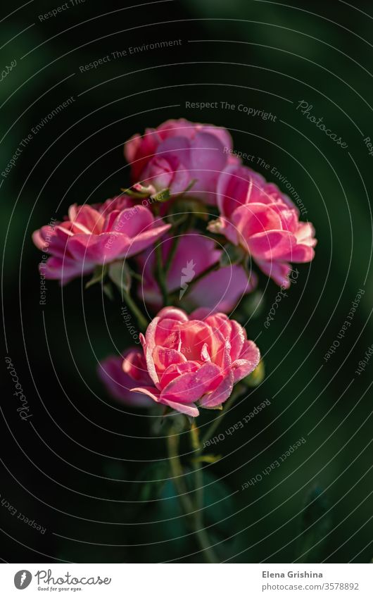 Blühende Rosen im Garten. rosa Roséwein Blume Blüte Tau Blütezeit Klettern Frottee Blütenblätter Nachbau Kinderzimmer Blumengarten Park Blatt Überstrahlung nass