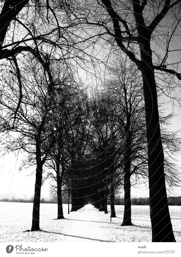 go on Wald Ferne schwarz weiß Baum Horizont Wege & Pfade Schnee Himmel