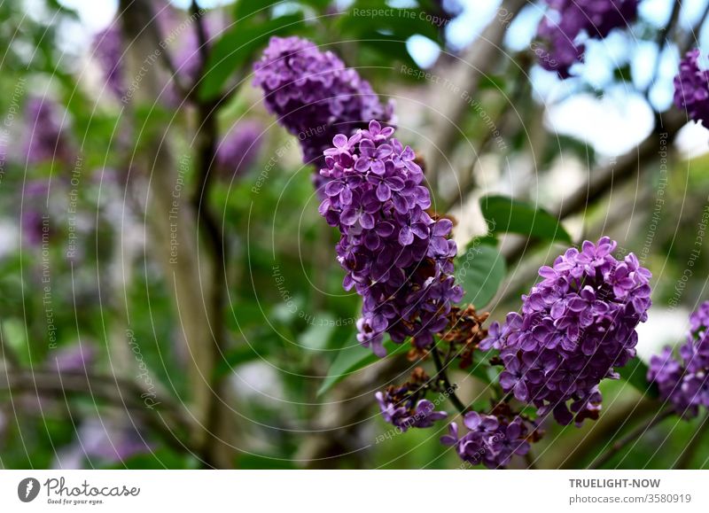 Maienzeit! Drei lila Blütenstände des robusten Flieder Strauchs (Syringa) in voller Pracht am Zweig vor unscharfem Grün eines Flieder Busches und ein wenig scheint das helle Blau des Himmels durch das Blattwerk