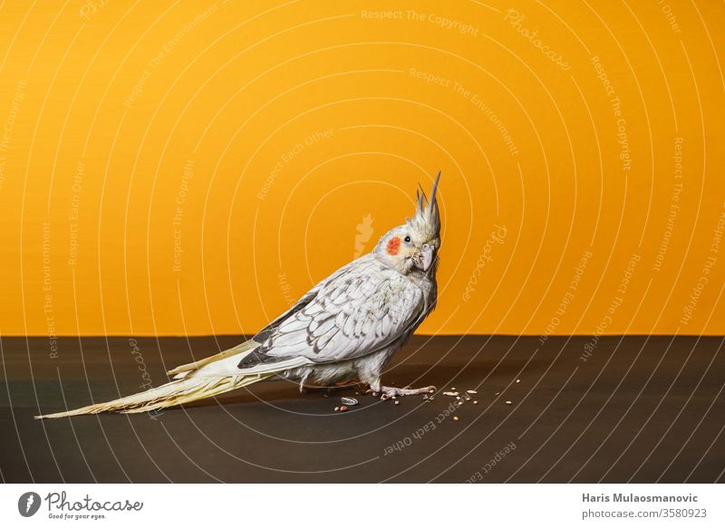 Weiblicher Nymphensittich-Papageienvogel im Atelier auf orangem Hintergrund 3 Monate alt Tier Vogel Schnabel schön Schönheit Vogelfutter Haustiere von Vögeln