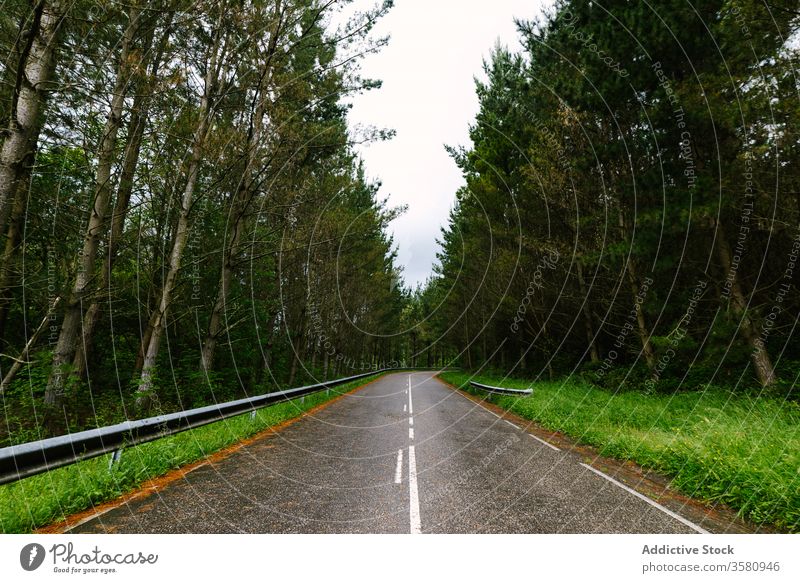 Nasser Asphaltweg durch Wald Straße Fahrbahn Wälder Baum wolkig Himmel hoch nass hoces del esva valdes Asturien Spanien Natur leer grün Beton Zement malerisch