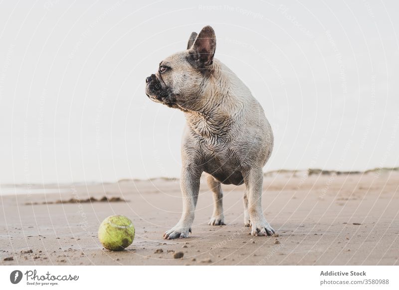 Französische Bulldogge am Sandstrand französische Bulldogge Hund Strand Tennis Ball Meeresufer Tier heimisch niedlich nass Haustier spielerisch Ufer Küste Natur