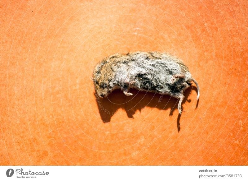 Tote Maus tier maus wühlmaus schädling gartenschädling freßfeind tot gestorben Arvicolinae Cricetidae fell pelz liegen todesfall leiche leichenstarre