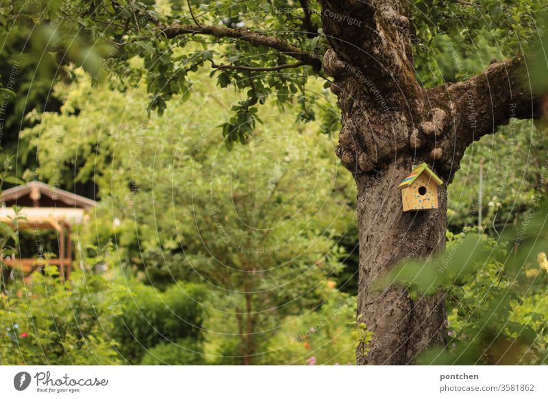 Kleines bunt bemaltes  Vogelhaus an einem  Baum im Schrebergarten  . Mitten in der Natur,  viele grüne Blätter. Grüne Oase baum schrebergarten hütte blätter