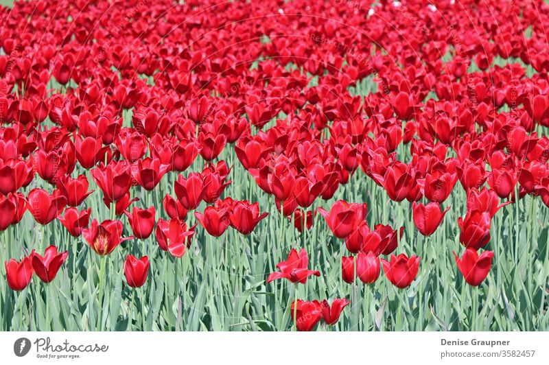 rote Tulpen in Sankt Petersburg Blume M Garten grün Park Heilige Frühling elagin Russland geblümt Natur Pflanze Europa Sommer Baum Farbe Hintergrund schön