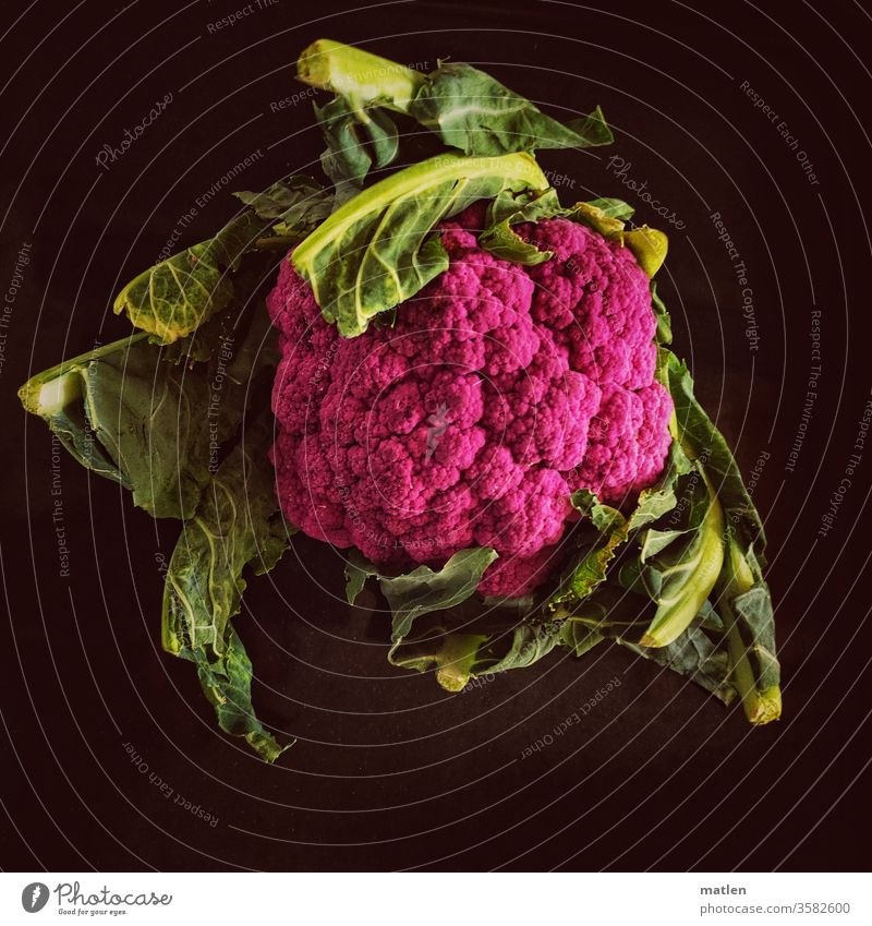 Blumenkohl am Horizont Züchtung farbe grün pink blätter neutraler Hintergrund menschenleer Gemüse Lebensmittel Ernährung frisch Farbfoto Nahaufnahme mobil