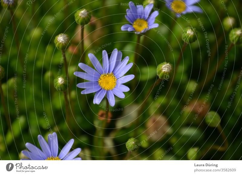 blaue kleine Margeriten Nahaufnahme Farbe farbenfroh süß fröhlich Blumen Blüten Natur Frühling Sommer Garten natürlich geblümt Farbfoto Außenaufnahme