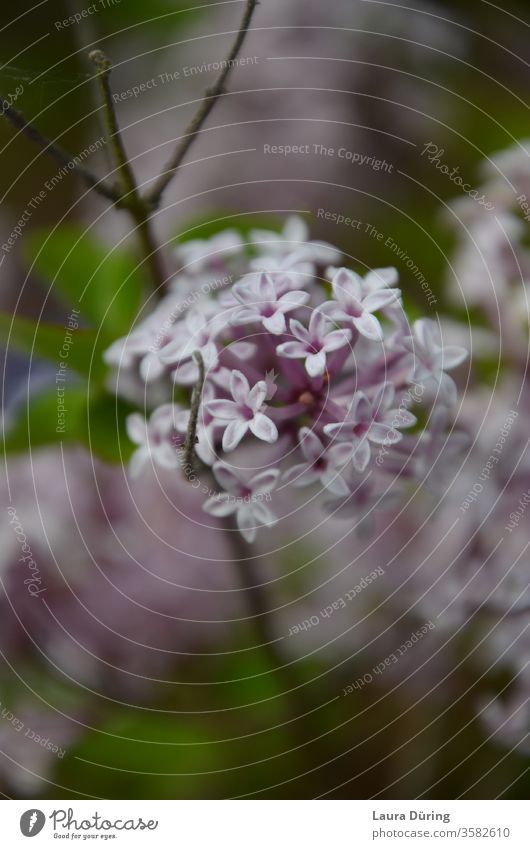 Flieder Blüten Nahaufnahme Fliederbusch Natur Blühend Garten violett Außenaufnahme Detailaufnahme Frühling Sommer Duft natürlich sein Ruhe Melancholie Gefühle