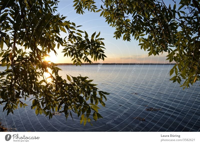Blick durch Blätter auf den Sonnenuntergang am Wasser ruhig Ostsee Holnis Sonnenlicht Horizont Meer Himmel Außenaufnahme Natur Sommer Wellen Abend