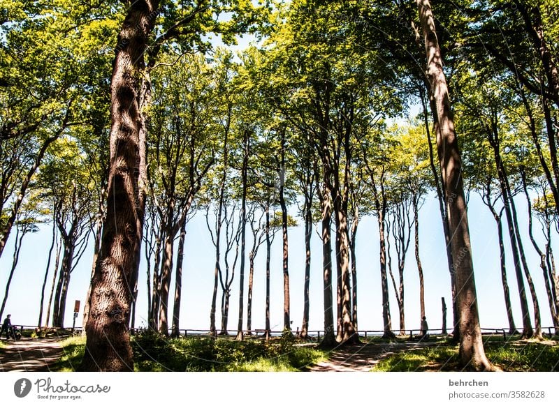 zwischenräume | zwischen geraden bäumen Außenaufnahme Ostsee Meer Strand Himmel Natur Erholung Gespensterwald Sonnenlicht Mecklenburg-Vorpommern