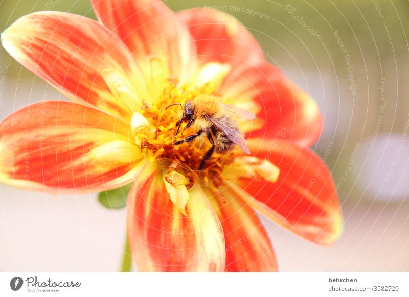 punktlandung sommerlich Blühend Duft Sonnenlicht Farbfoto Nahaufnahme Wildtier Pollen Unschärfe Nektar Tier Außenaufnahme Tierporträt Flügel Fressen fliegen