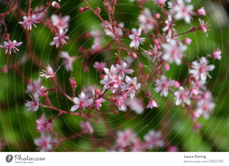 Strauch mit kleinen rosa Blüten vor grünem Hintergrund wild verzweigt Außenaufnahme Natur Frühling Blühend Garten schön lebendig farbenfroh fröhlich frei