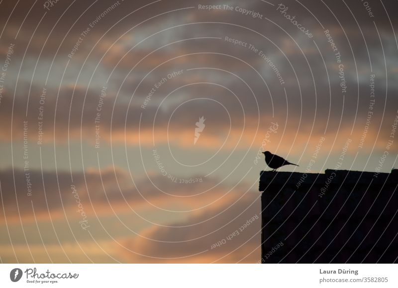 Vogel Silhouette auf einer Dachspitze bei Sonnenuntergang Schatten Abendsonne Abendstimmung Himmel Licht Wolken Textfreiraum Perspektive Aussicht Gegenlicht