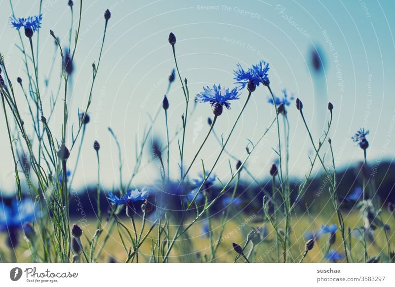 kornblumen Blumen Wiese Natur Umwelt Landschaft Kornblumen blau Pflanzen Blüte Frühling natürlich Sommer Knospen Wachstum
