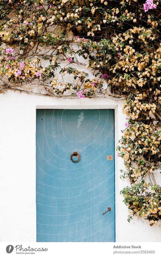 Kriechende Pflanze mit blühenden Blüten, die an der weißen Wand wächst Blume Tür schleichend bewachsen Ast Fassade dekorativ Sommer ruhig natürlich zerbrechlich