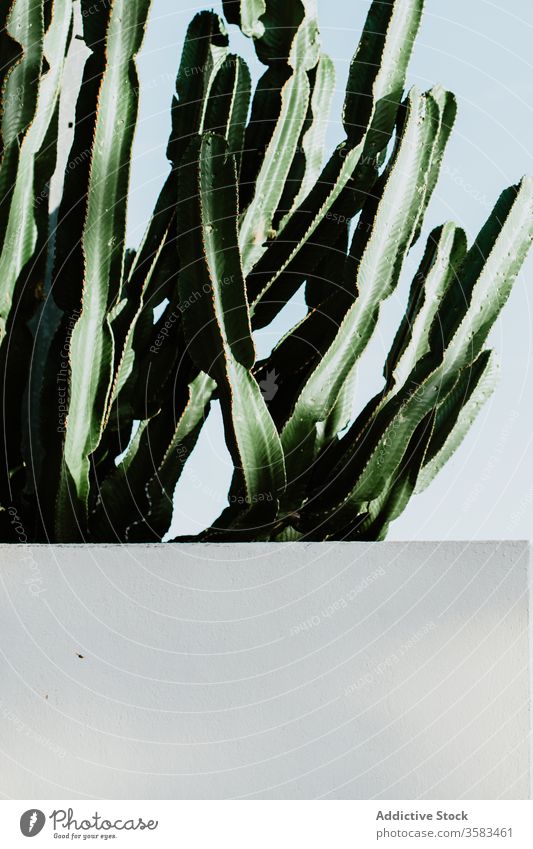 Kaktus mit hohen Stengeln unter blauem Himmel piecken Wachstum Stachel exotisch tropisch Botanik Natur wolkenlos Wand getüncht idyllisch Licht dunkel grün Farbe