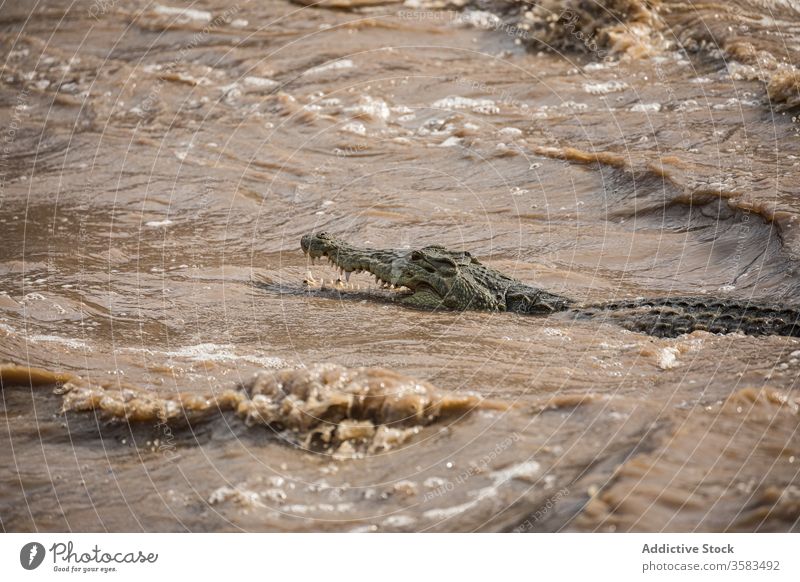 Krokodil schwimmt an einem sonnigen Tag im Fluss schwimmen dreckig reißend Wasser Alligator wild Tier strömen Mund geöffnet stechend Afrika Äthiopien