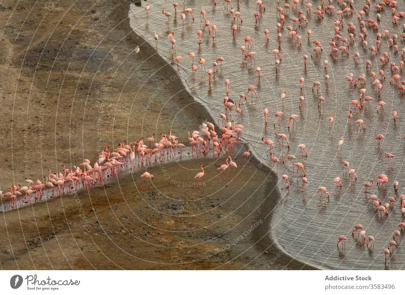Flamingoschwärme auf See Schwarm trinken Wasser Vogel Wasservögel Ufer Natur rosa Afrika Äthiopien chitu Teich Landschaft malerisch Küste friedlich Windstille
