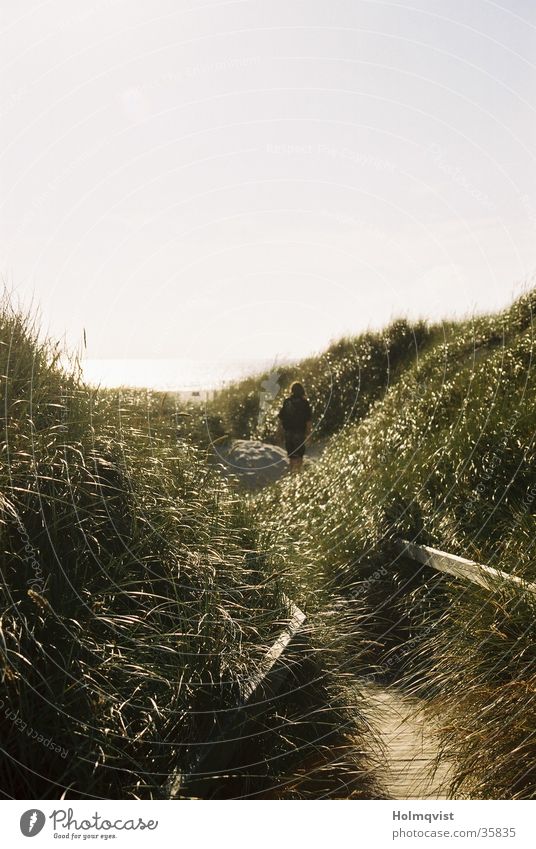 Dünenweg Gras Amrum ruhig Einsamkeit Dünengras Herbst Meer Strand Küste Stranddüne Insel Graffiti Wege & Pfade Frieden