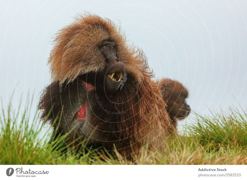 Gelada-Affe grast auf der grünen Wiese weiden essen Gras gelada Pavian Feld Afrika wild Tier Fauna Äthiopien Kreatur Säugetier Lebensraum sitzen Natur Flora