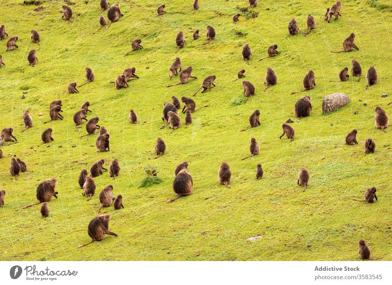Große Gruppe von Gelada-Affen grast auf der grünen Wiese weiden essen Gras gelada Menschengruppe Pavian Feld Afrika wild Tier Fauna Äthiopien Kreatur Säugetier