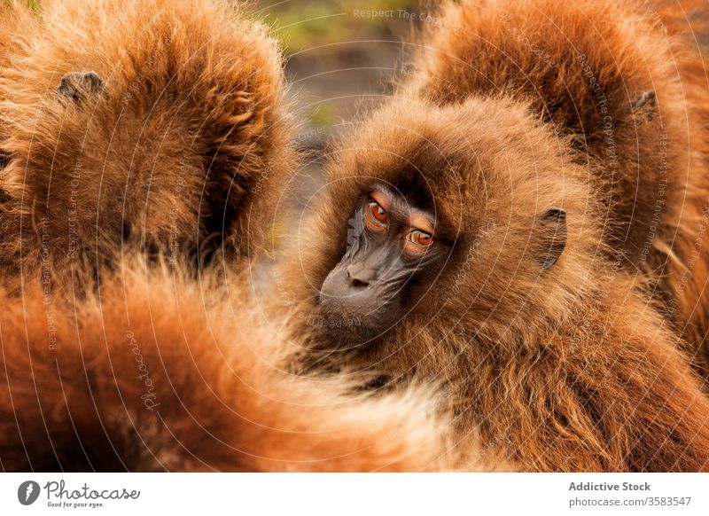 Maulkörbe von wilden Gelada-Affen Menschengruppe gelada Afrika Natur Lebensraum Fussel dicht Pavian Menge national Park Äthiopien Tier Fauna Kreatur Säugetier