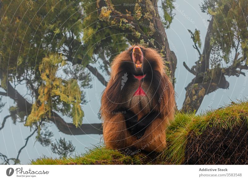 Männlicher Della-Affe gähnt unter einem Baum im Wald gelada Pavian schreien Holz gähnen Afrika wild Tier Fauna Schreien Sie Äthiopien Kreatur Säugetier