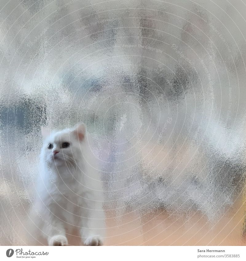 weiße Katze hinter einer Glasscheibe Ausgang Eingang Tier Türrahmen verschwommen
