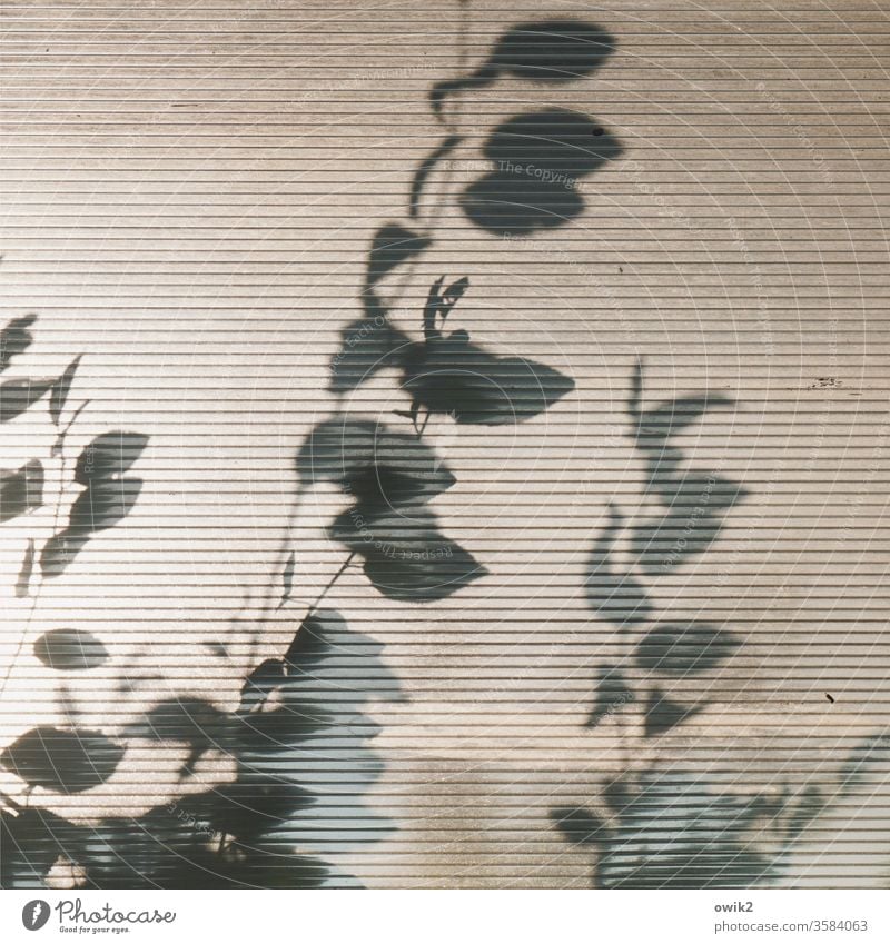 Anschaulich Glas Barriere Sichtschutz Lichterscheinung Zweige Blätter Pflanze Schatten Detailaufnahme Farbfoto Außenaufnahme Menschenleer Tag Sonnenlicht