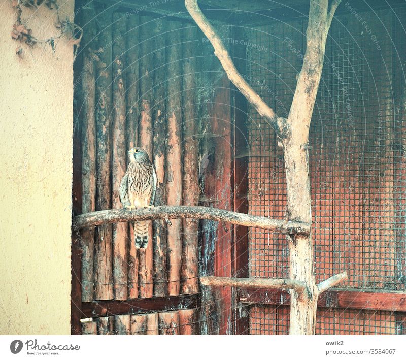 Isolierstation Voliere Käfig gefangen Vogel Gitter Tier Einsamkeit sitzen warten einsam traurig Geduld aufmerksam beobachten Wildtier Tag Blick Farbfoto