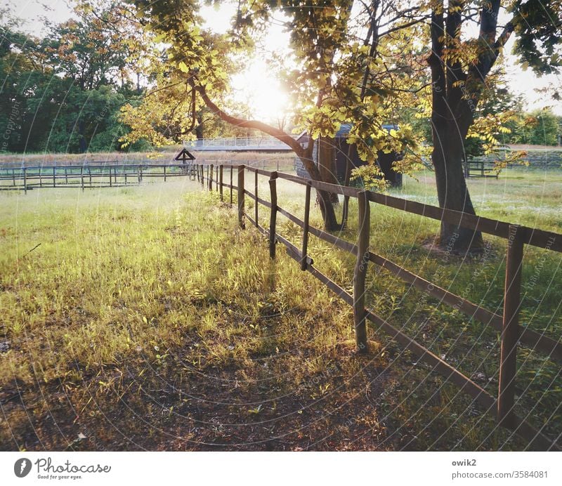 Triftig Wiese Koppel Zaun Holz Abend Bäume Sträucher Gatter Barriere Schutz Begrenzung Sonnenlicht Sonnenuntergang Gegenlicht leuchten strahlend Idylle