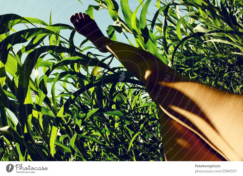 nackter fuß im maisfeld gegen Himmel Fuß Maisfeld Maispflanzen Bein Schattenspiel Feldrand Pause Plantage Nutzpflanze Umwelt Naturliebe beinfreiheit