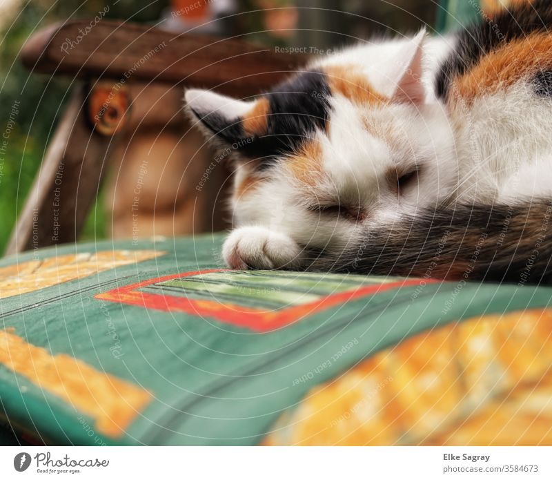 Mittagsschläfchen in der Sonne Tier Farbfoto Außenaufnahme Detailaufnahme Tierporträt katze Glückskatze Fell