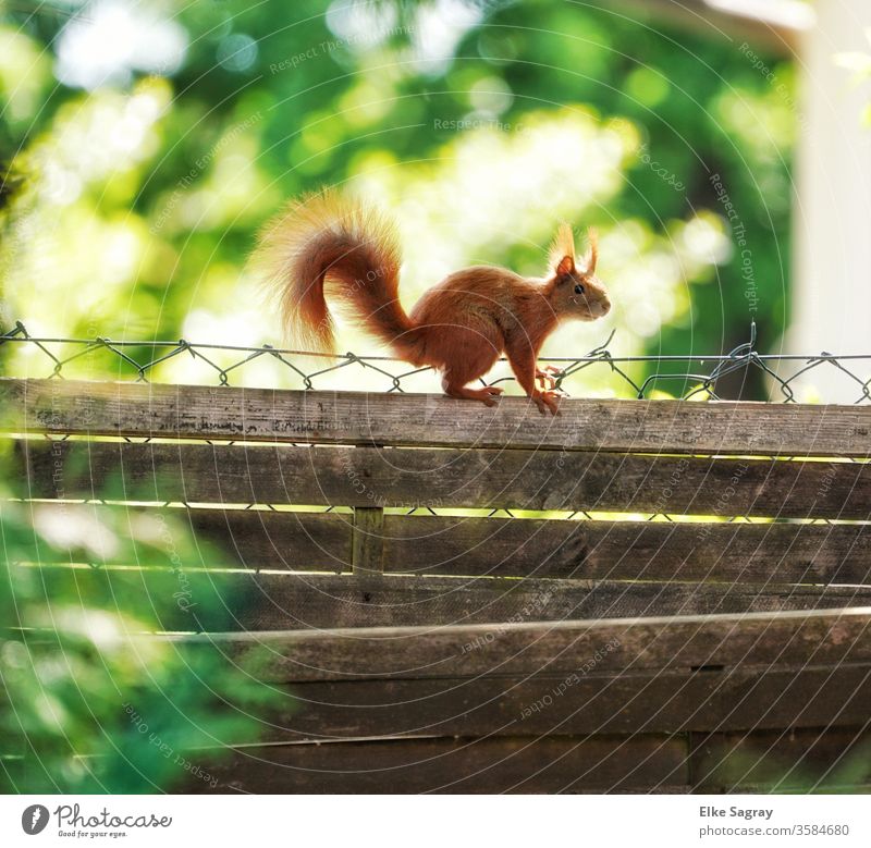mal über den eigenen Gartenzaun schauen.... Tier Farbfoto Außenaufnahme Natur Tierporträt Wildtier Tag