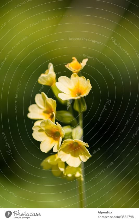 gelber Mohn (yellowea submarinii) Blume Blüte Pflanze grün Natur Frühling Blühend Menschenleer Farbfoto Blatt Sommer Nahaufnahme Außenaufnahme Garten Tag
