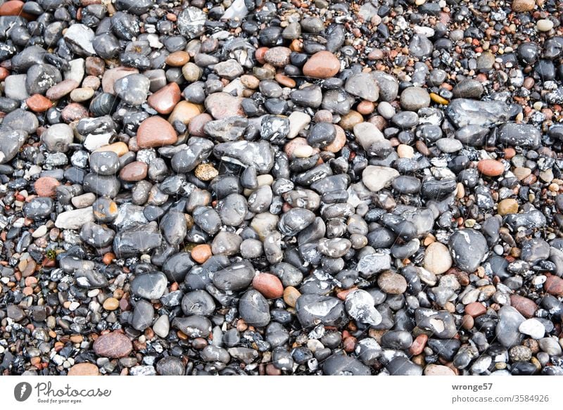Viele nasse Steine am Ostseestrand bunte Steine Kiesel Kieselsteine Feuersteine Strand Steinstrand glänzend farbig steinreich