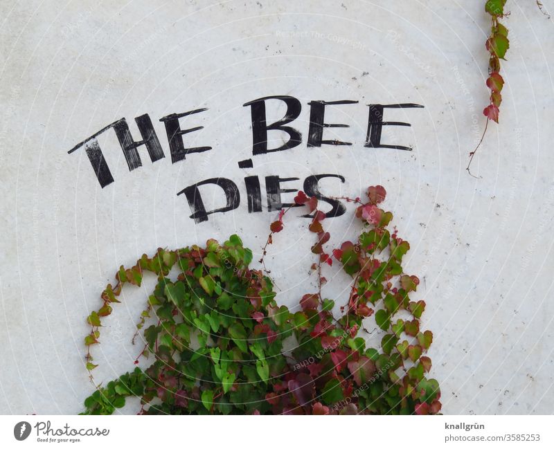 THE BEE DIES Bienensterben Natur Umweltschutz Insekt Augensystem Pflanze Kletterpflanzen Pestizide Gift Tag Farbfoto Graffiti Wand Mauer Außenaufnahme