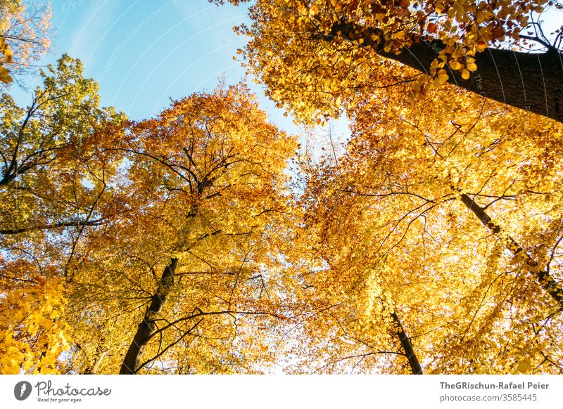 Gelbe Bäume vor blauem Himmel Herbst Blätter Blatt Pflanze bunt Natur Farbfoto Außenaufnahme Jahreszeit Menschenleer Baum Umwelt Bäume im See gelb goldig