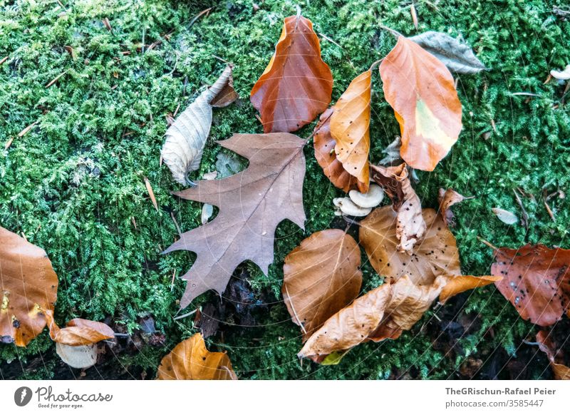 Herbstblätter auf Moos Blätter Blatt Pflanze Natur Farbfoto Außenaufnahme Jahreszeit Menschenleer Umwelt Pilze braun Wald Nahaufnahme circle of life