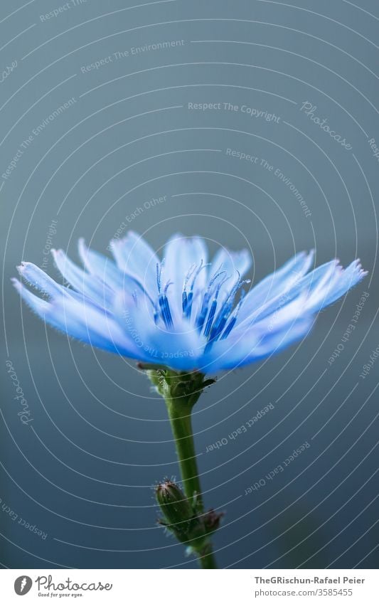 Blaue blume mit grauem Hintergrund Blume blau Blüte Pflanze Makroaufnahme Natur Tag Farbfoto Blühend Schwache Tiefenschärfe Stil Außenaufnahme
