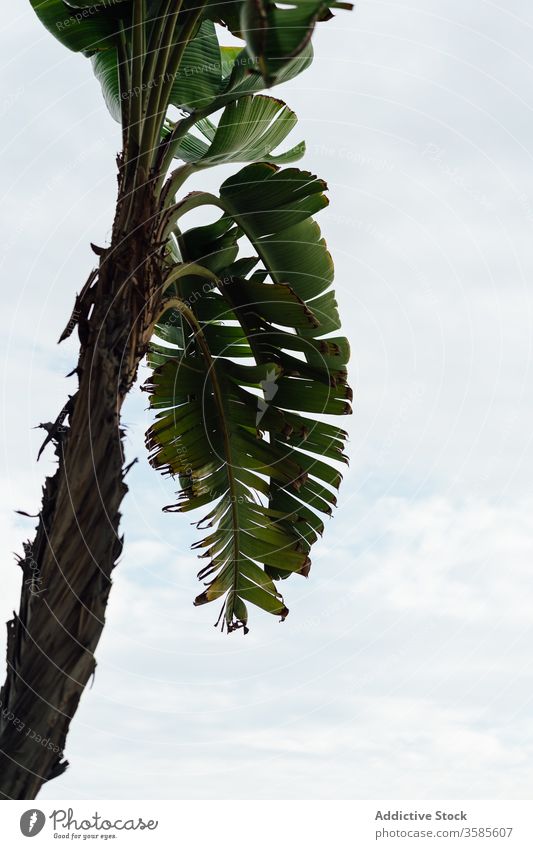 Grüne Palmenblätter vor bewölktem Himmel Handfläche Baum tropisch exotisch Blatt wolkig grün üppig (Wuchs) wachsen Natur Pflanze Laubwerk erstaunlich Sommer