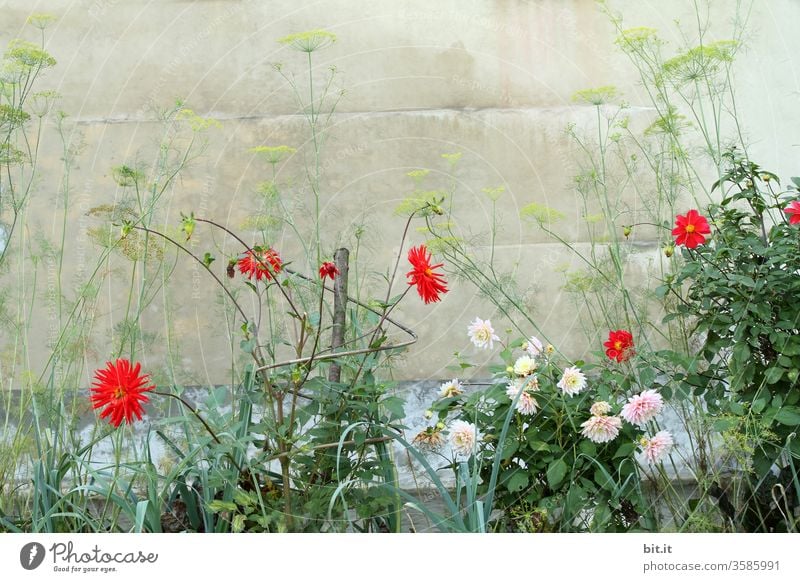 Rote und rosa Dahlien und grüner Fenchel, wächst vor einer alten, grauen Mauer. Schöner, wilder Bauerngarten mit einem wirrwarr an Blumen und Kräutern, welche durcheinander im Blumenbeet, Staudenbeet vor einer tristen mediterranen Hauswand gepflanzt sind.