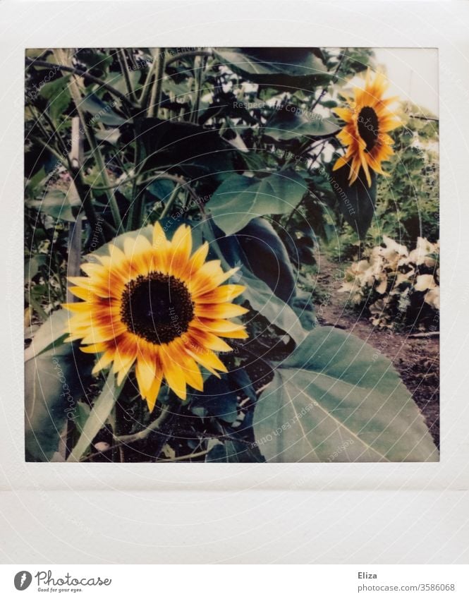 Polaroid mit Sonnenblumen im Garten analog schön retro vintage Natur gelb Pflanze Blume