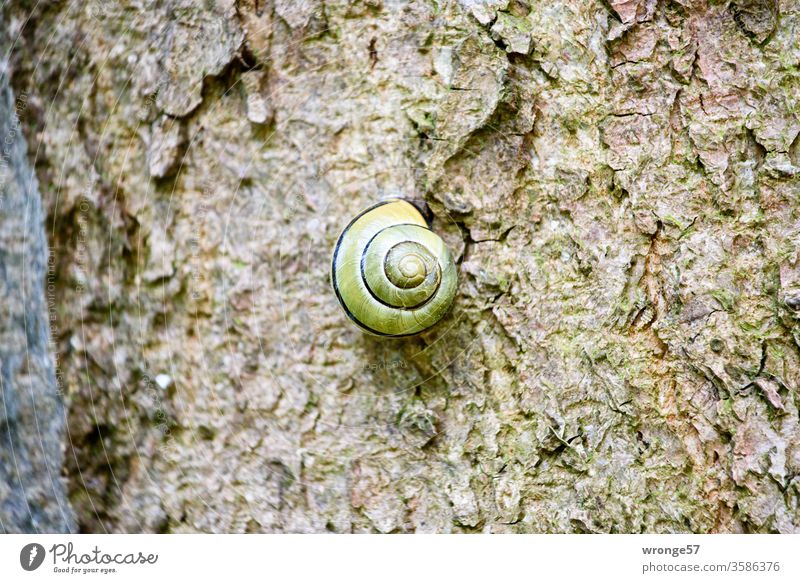 Ein Baumschneck mit Abstand auf seinem Ruhebaum Schnecke Zirkelschnecke Schneckenhaus Baumstamm Borke Tier Natur langsam Haus Außenaufnahme Makroaufnahme